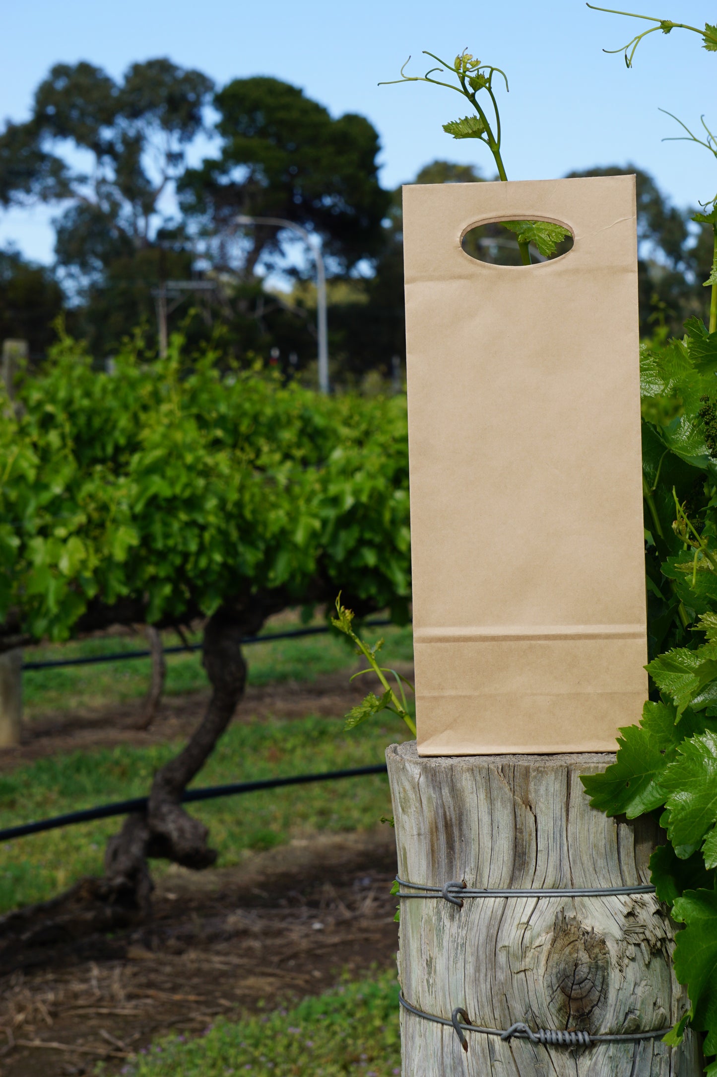 2 Bottle Bag Die-Cut Handle